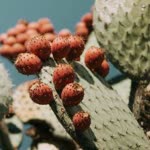 Aaa