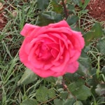 Rabia