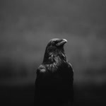 Raven