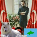 Halil