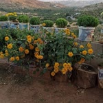 Güll