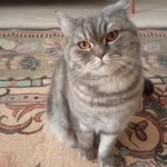 Dilek