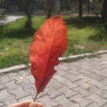Merve