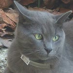 Duygu