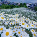 Derya