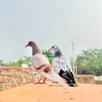Arshdeep