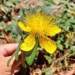 Seda