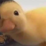 Öykü
