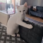 Nurdane