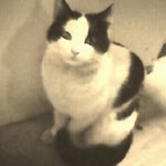 Hazal