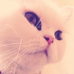 Bahar