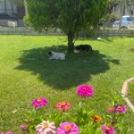 Banu