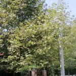 Ayşegül