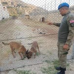Sedat