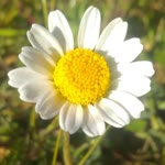 Feride