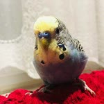 Azime