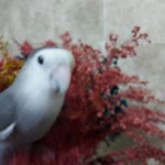 Cengiz