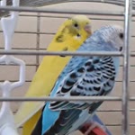 Mert