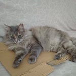 Ayten