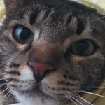 Bengisu