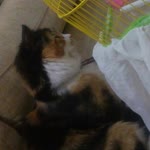 Fatma