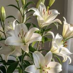 Zeyneb