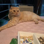 Şükran