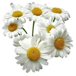 Ayşe
