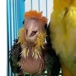 Ebru