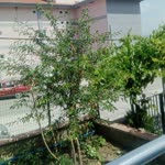 Burak