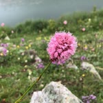 Hülya
