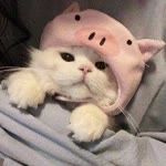 Kübra