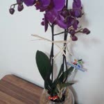 Melek
