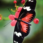 Yigit