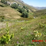 Murat