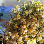 Merve