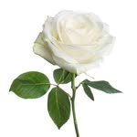 Hatice