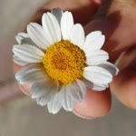 Melike