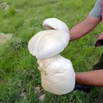 Mahmut