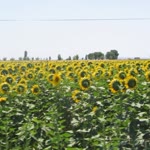 Abbas