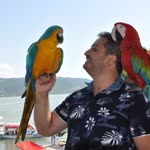 Serdar