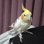 Aytekin