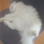 Gülfidan