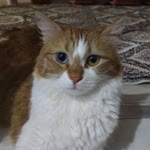 Beşşar
