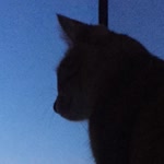 Yasemin