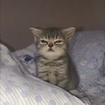 Yusuf