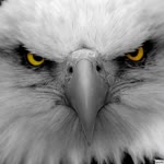Kartal