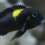 Gökhan