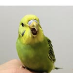 Sevgi