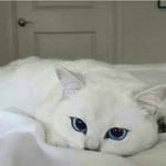 Kübra